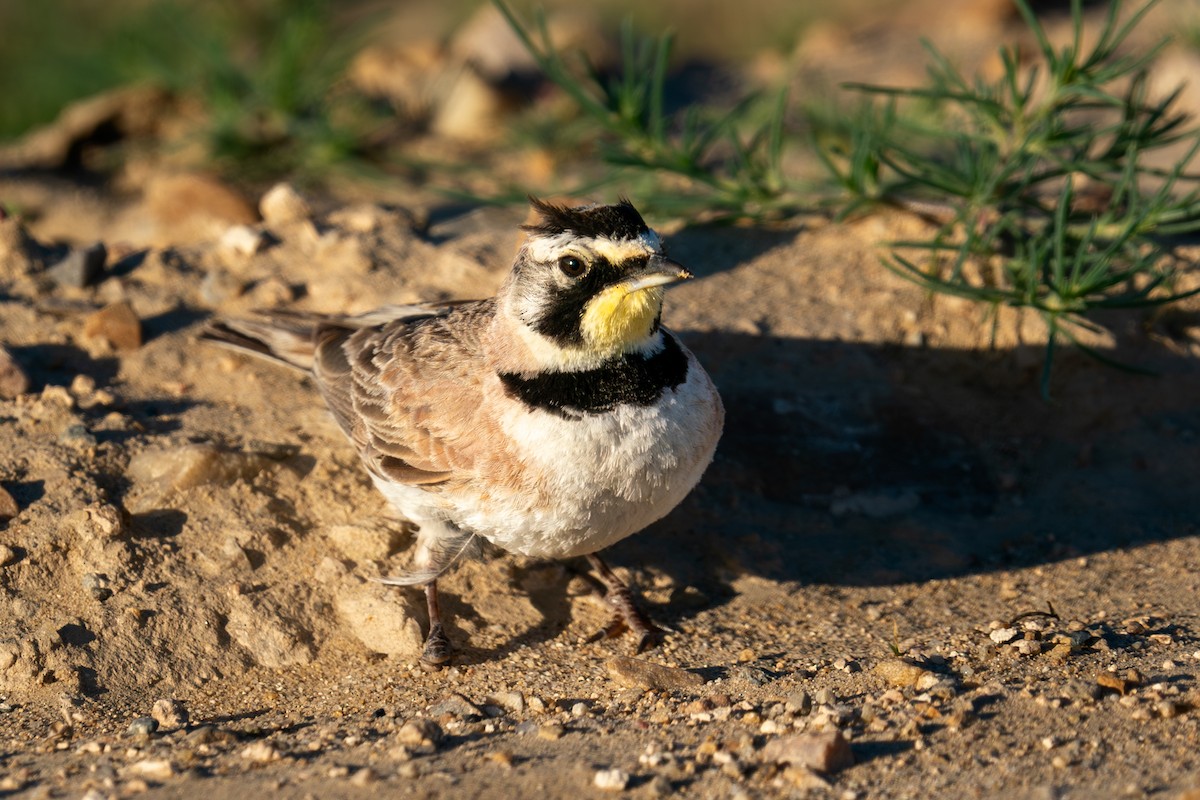 Horned Lark - ML593588631