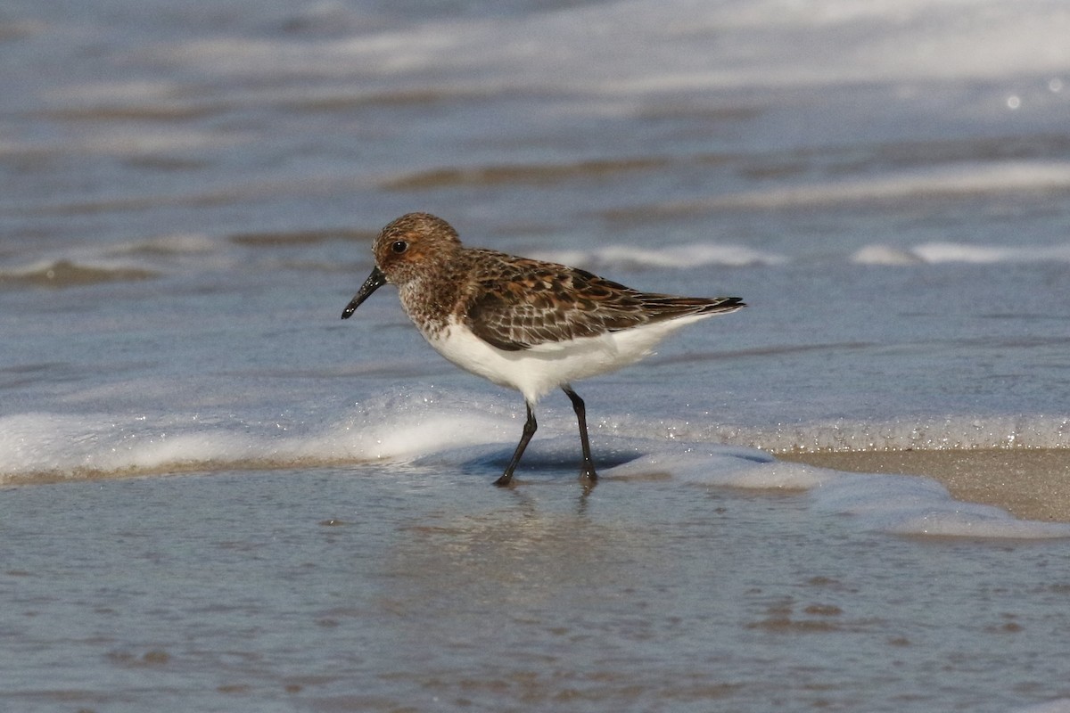 Sanderling - Eric Gustafson