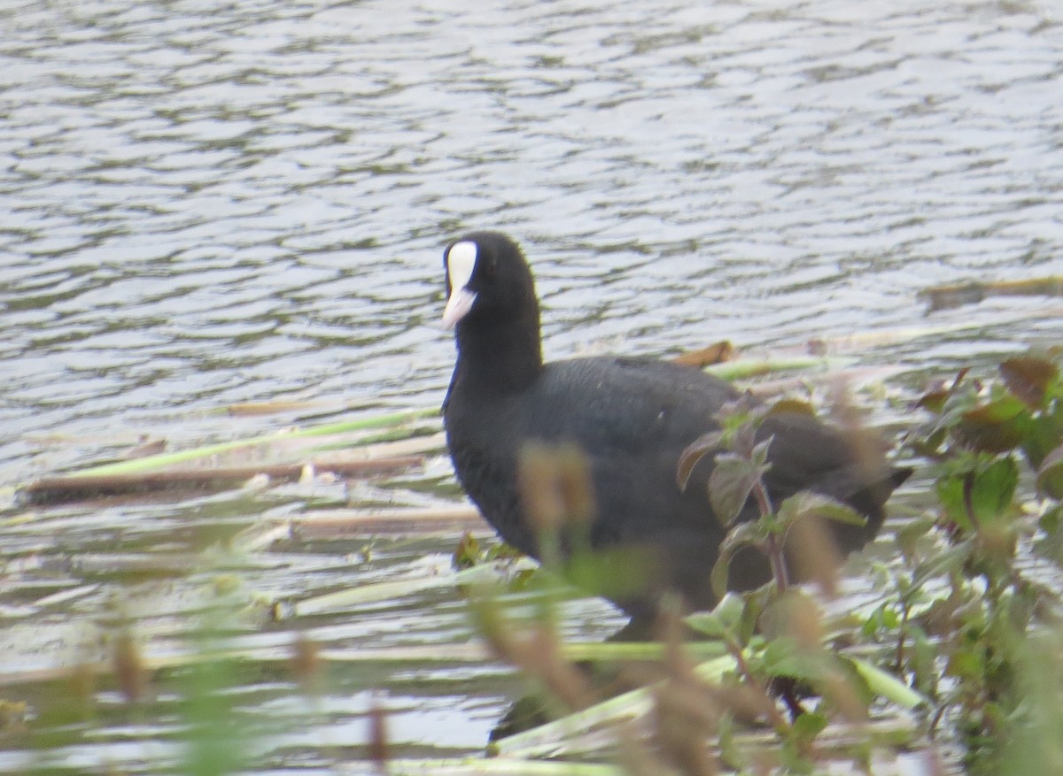 Eurasian Coot - ML593591251