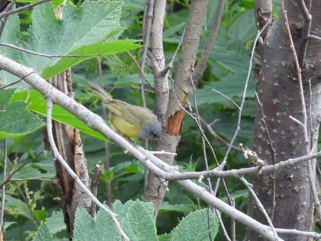 MacGillivray's Warbler - ML593591751