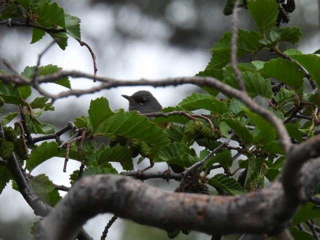 MacGillivray's Warbler - ML593591761