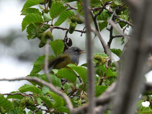 MacGillivray's Warbler - ML593591771