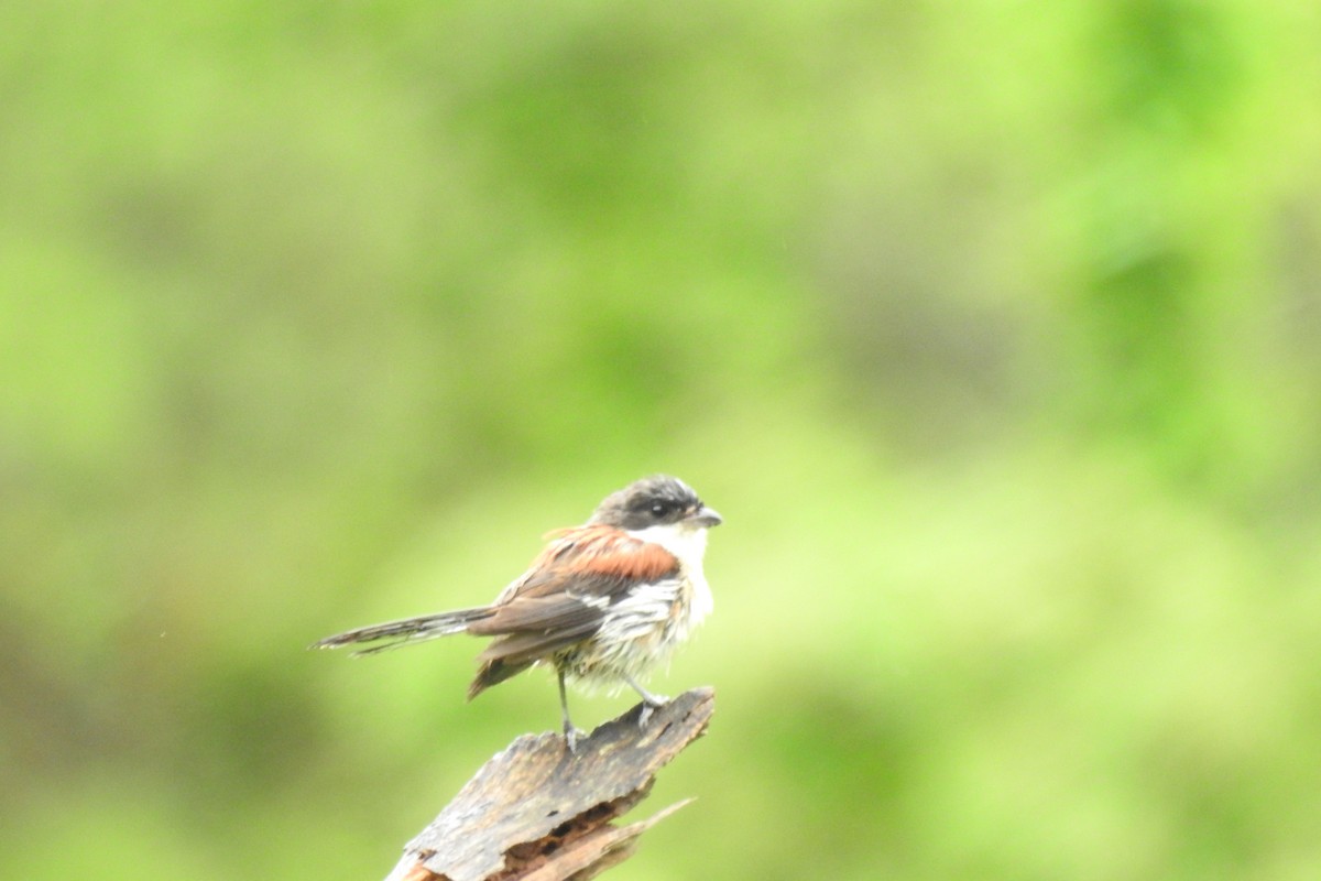 Burmese Shrike - ML593592271