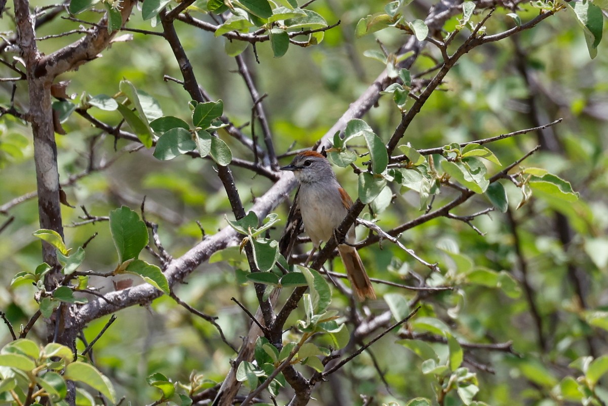 Pale-breasted Spinetail - ML593593021