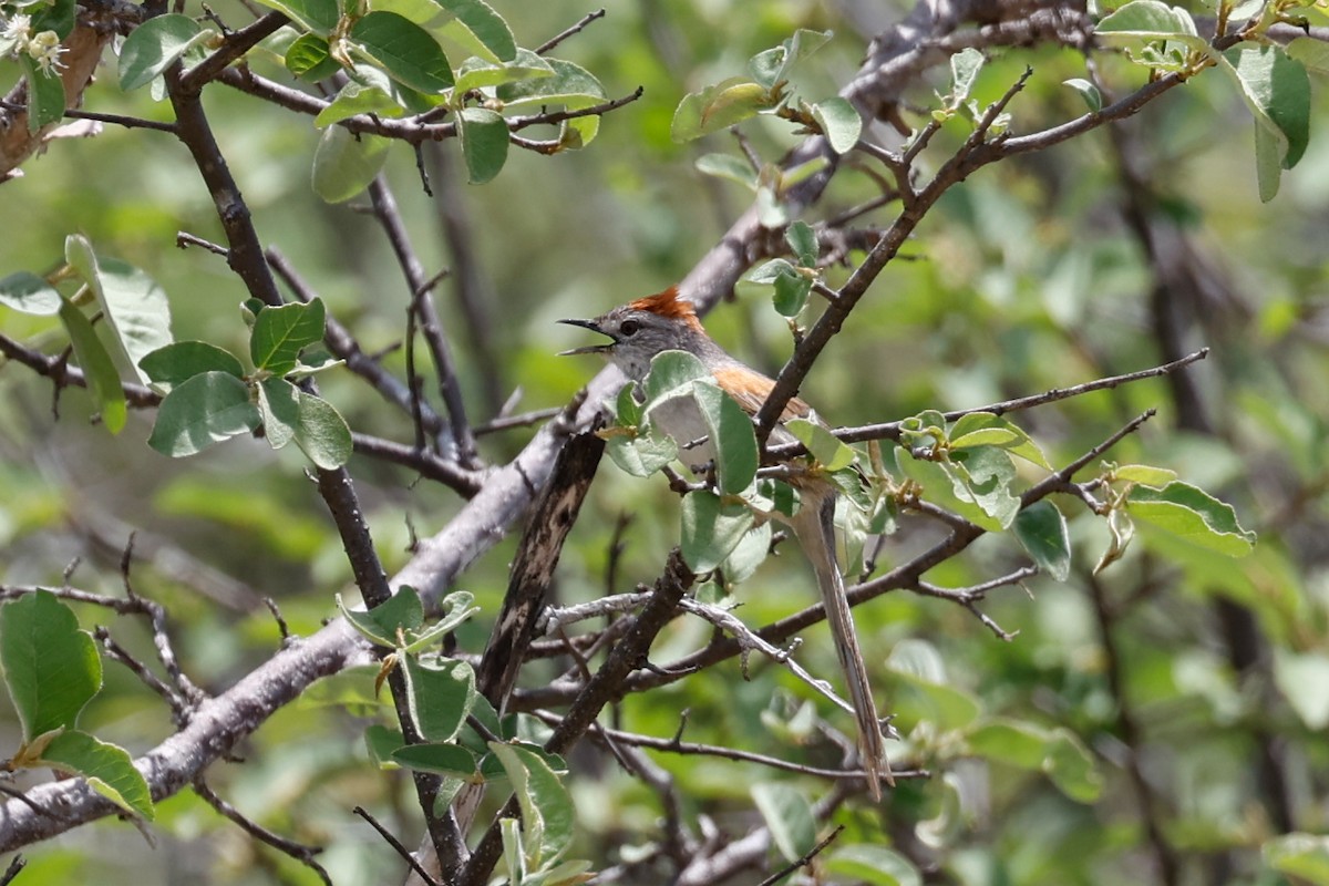 Pale-breasted Spinetail - Tom Feild