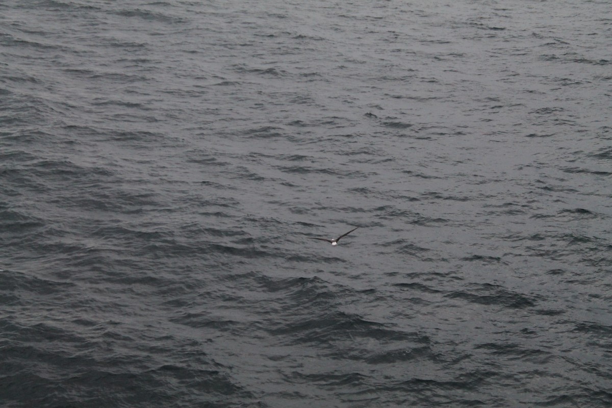 albatros černobrvý - ML593594271