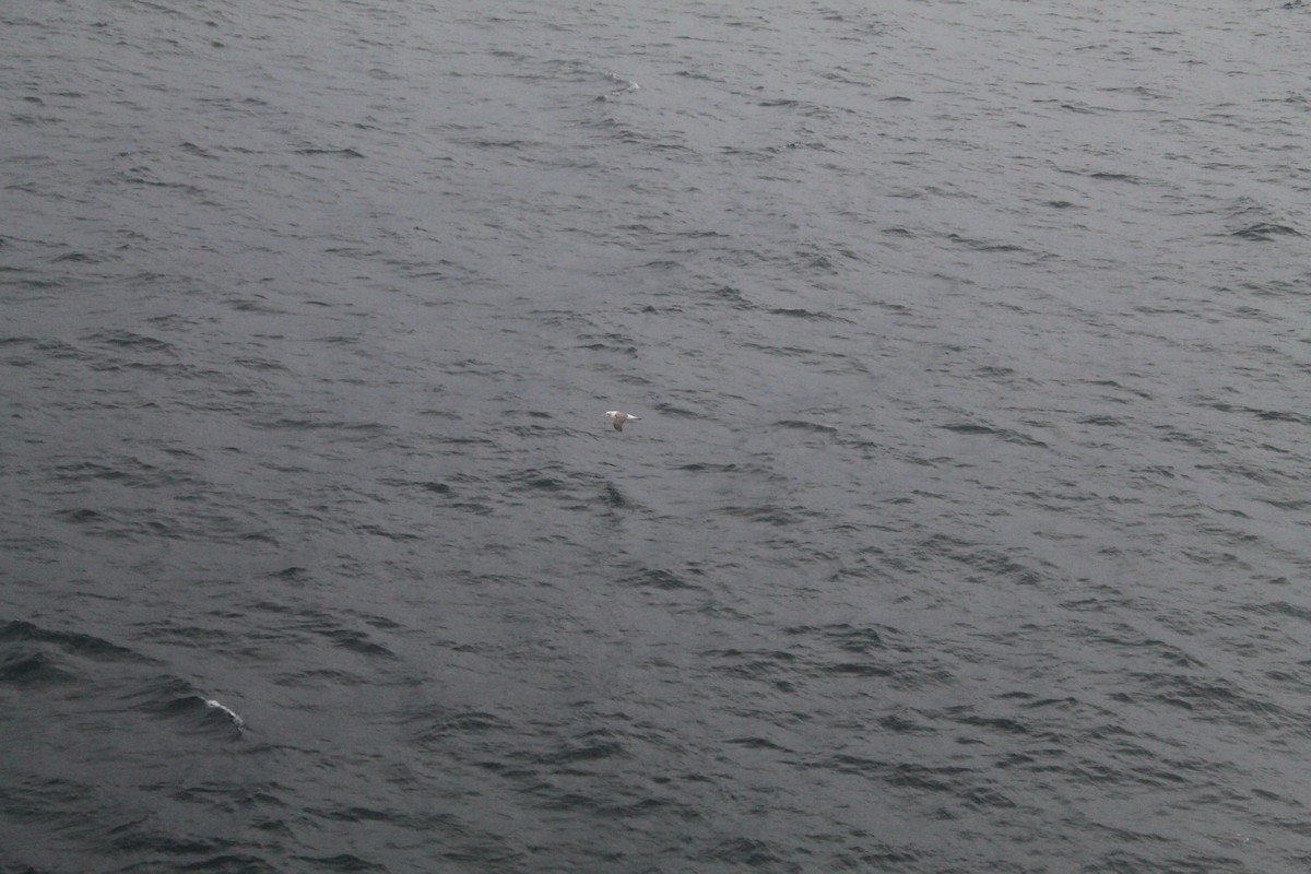 Чернобровый альбатрос - ML593594361