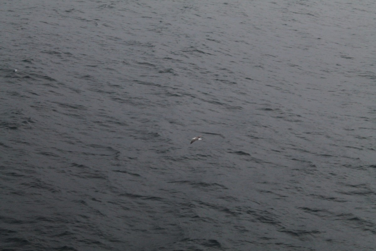 albatros černobrvý - ML593594381