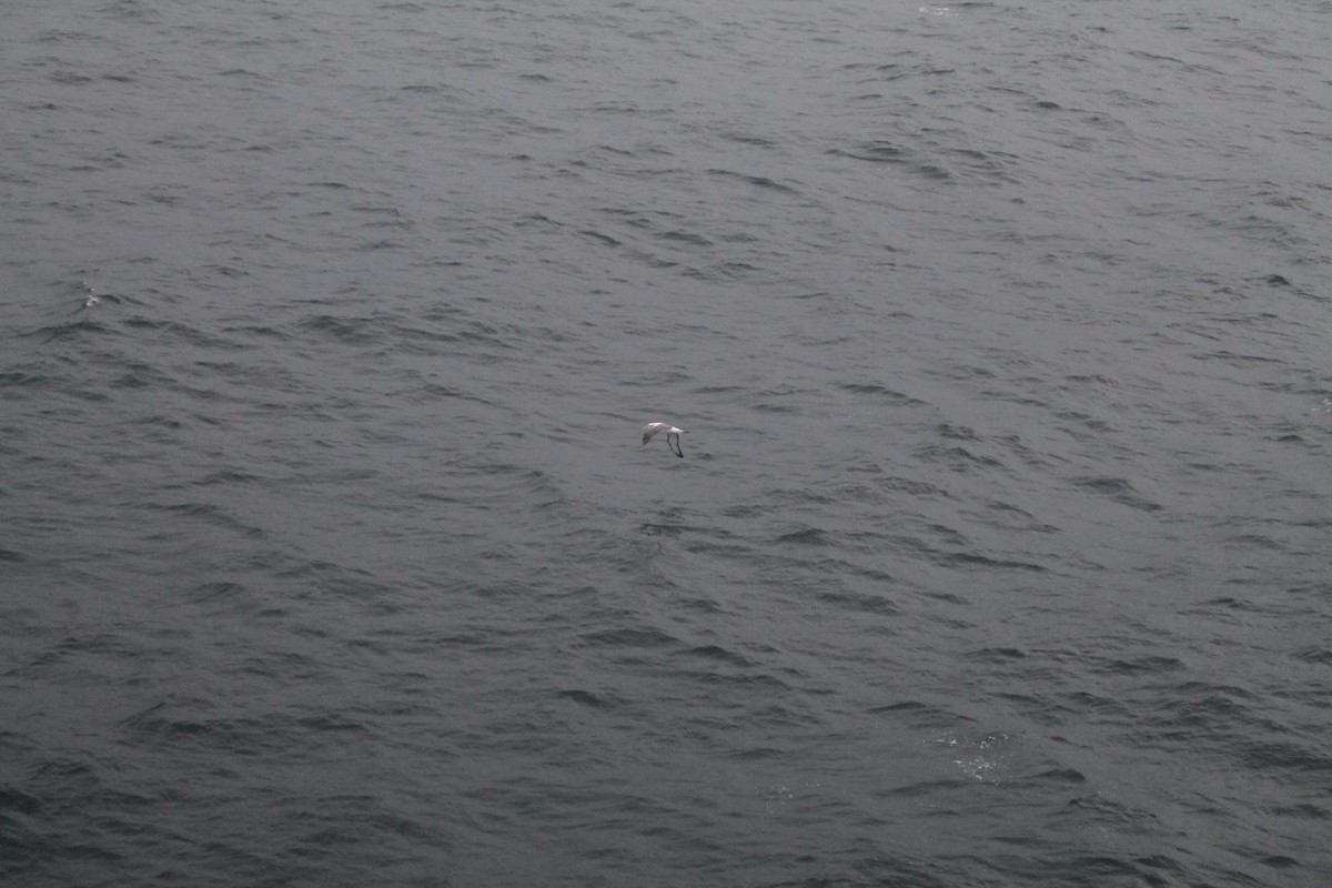 albatros černobrvý - ML593594401