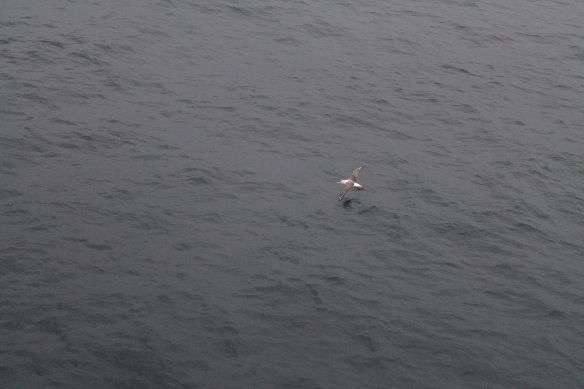 albatros černobrvý - ML593594441