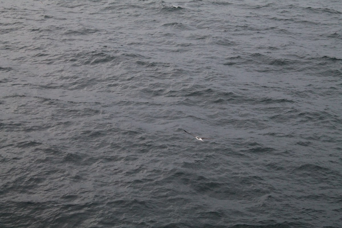 Чернобровый альбатрос - ML593594461