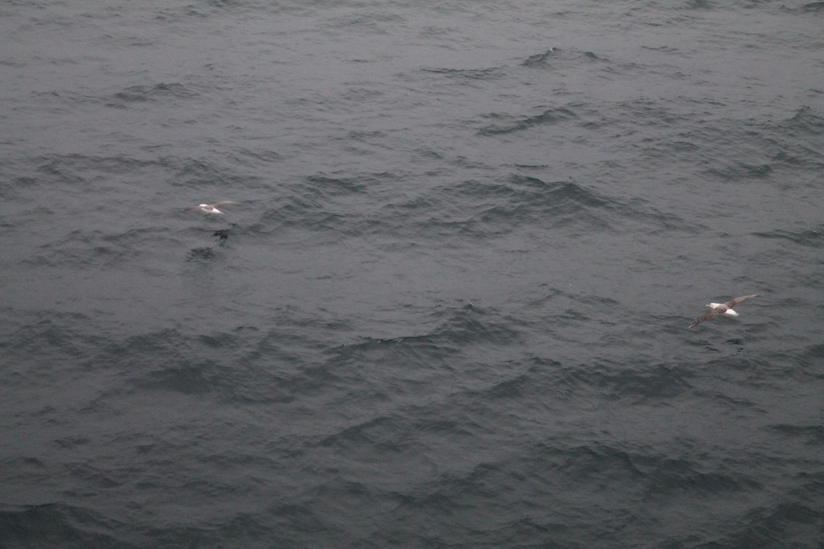 Чернобровый альбатрос - ML593594681
