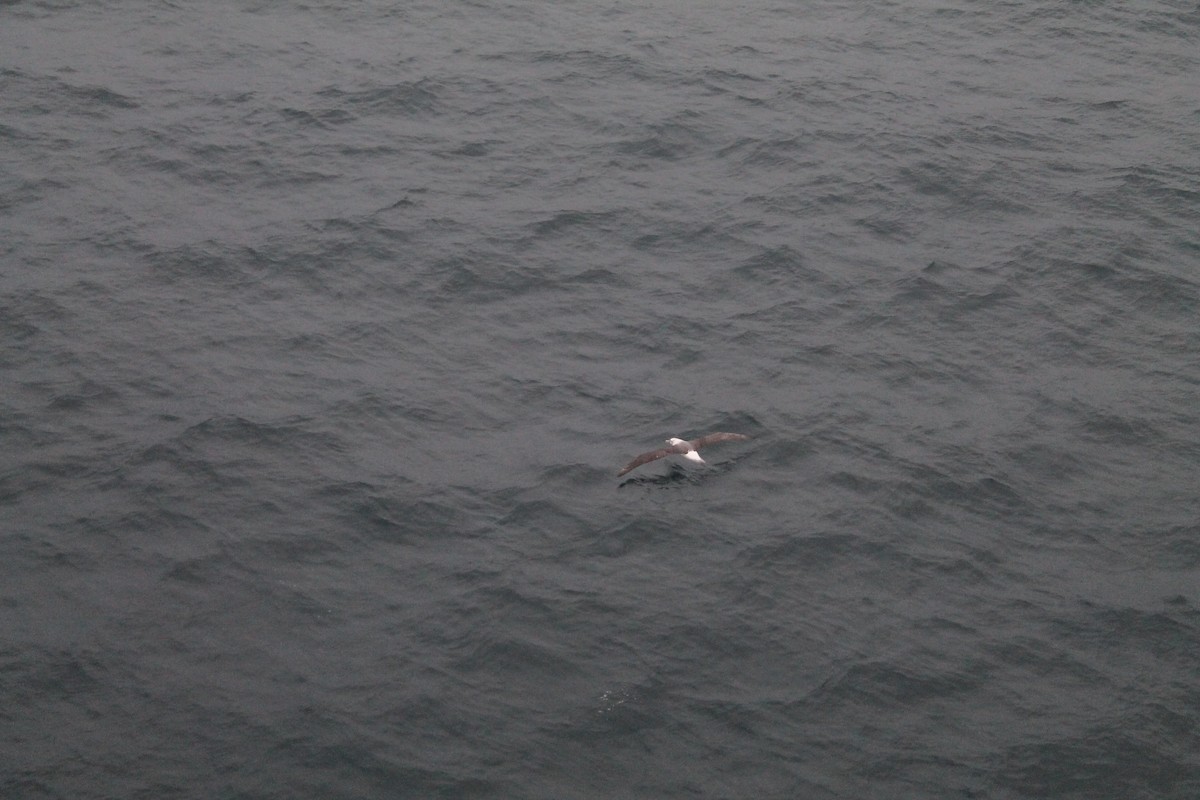 albatros černobrvý - ML593594701