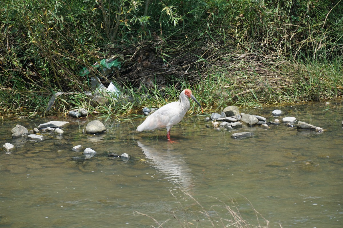 Crested Ibis - ML593595111