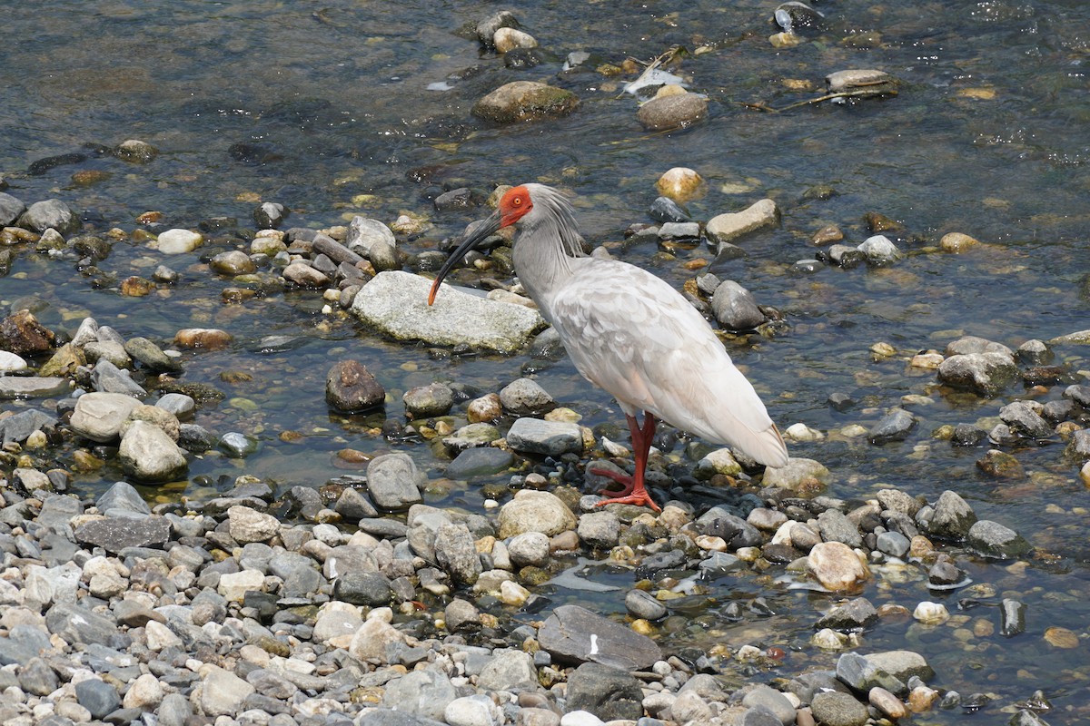 Crested Ibis - ML593595121