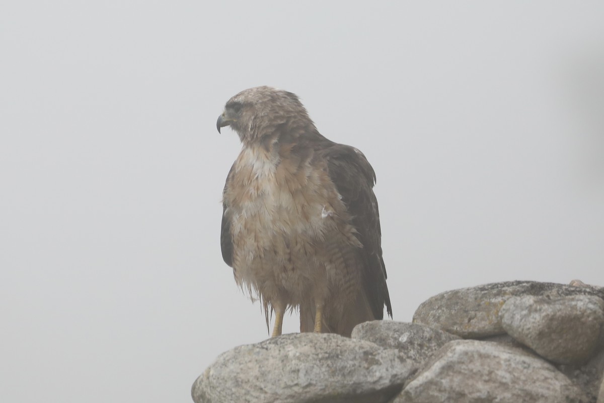 Red-tailed Hawk - ML593595841