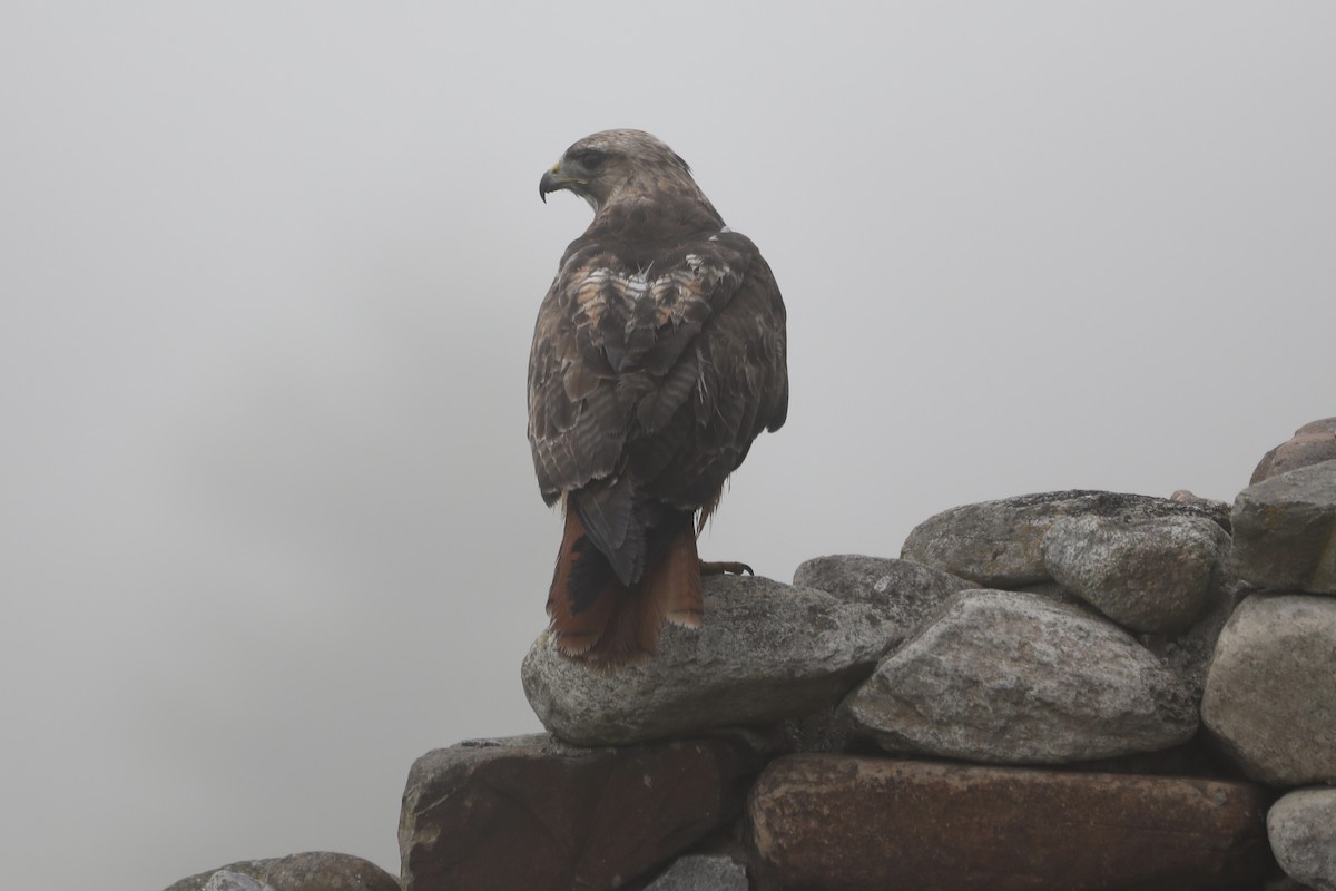 Red-tailed Hawk - ML593595851
