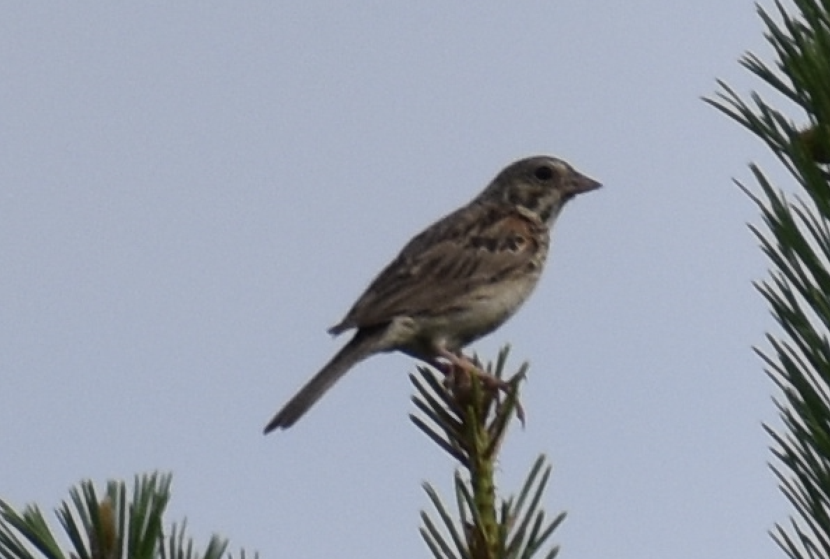 Vesper Sparrow - ML593596001
