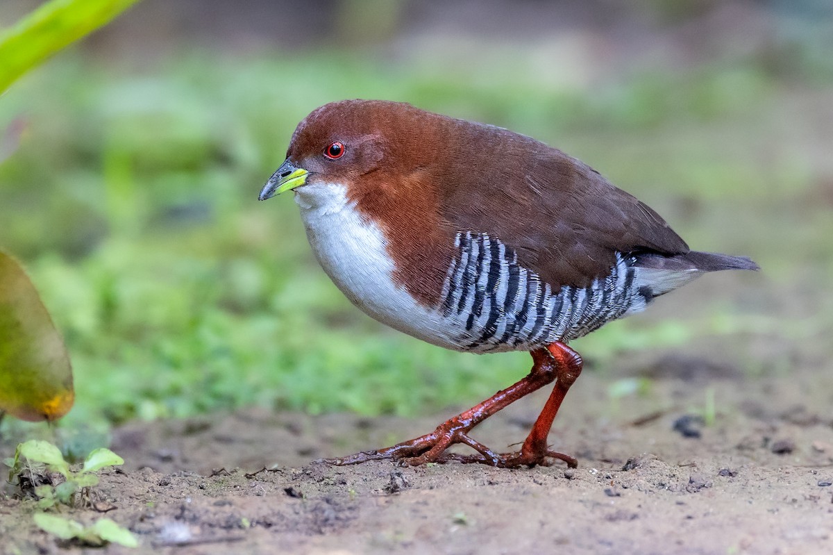 Red-and-white Crake - Fernando Farias
