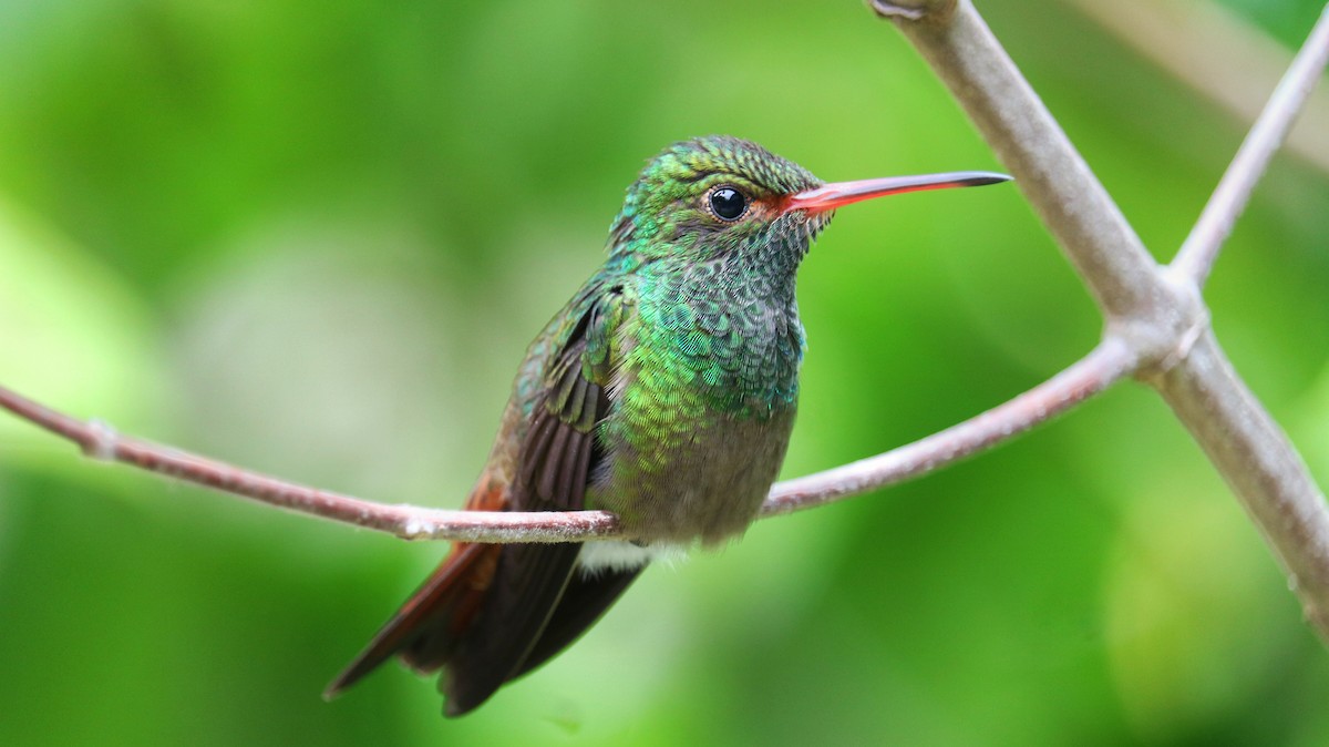 Rufous-tailed Hummingbird - ML593596311