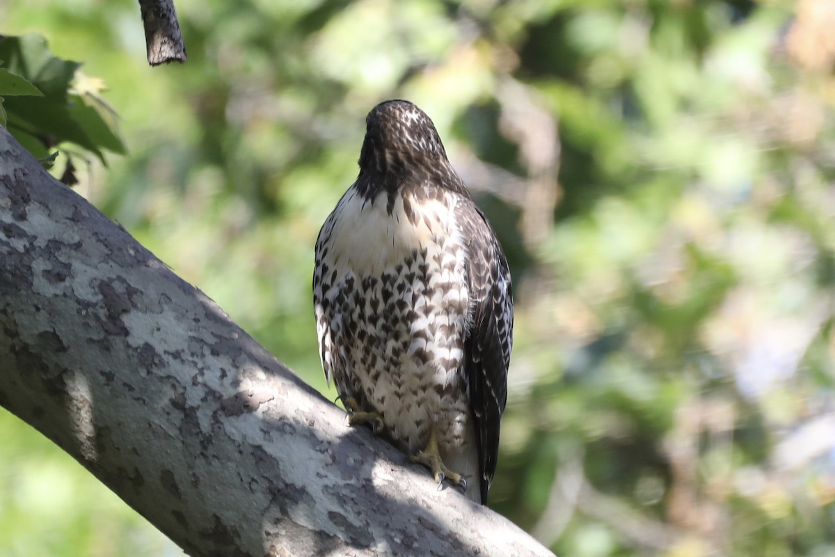 Red-tailed Hawk - ML593597771