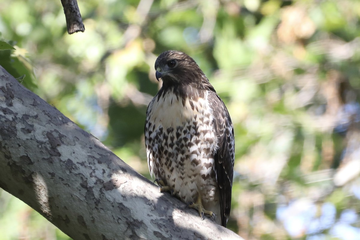 Red-tailed Hawk - ML593597781