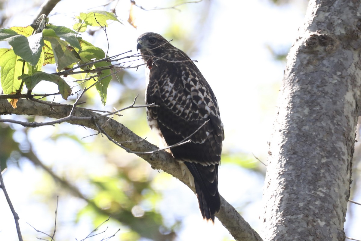 Red-tailed Hawk - ML593597791