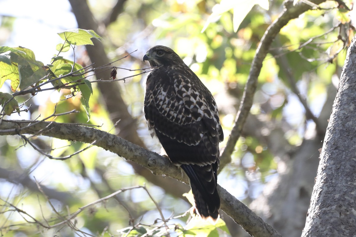 Red-tailed Hawk - ML593597801