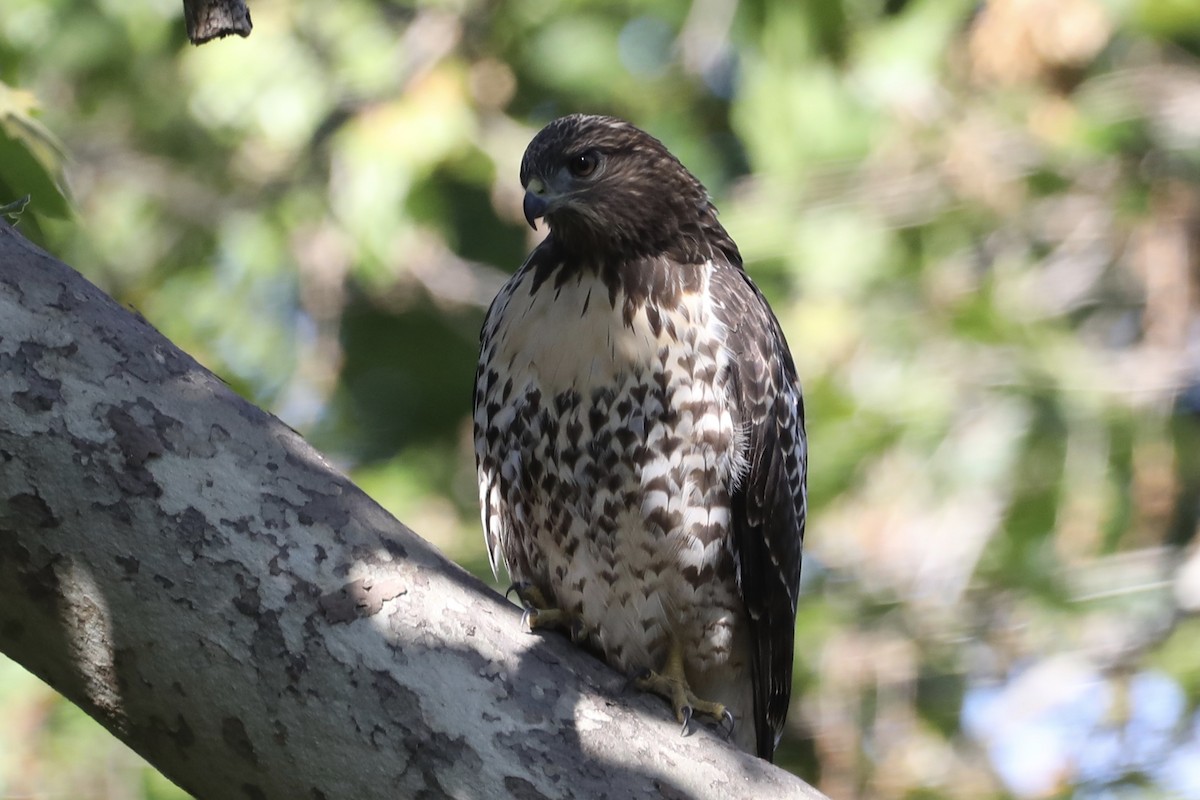 Red-tailed Hawk - ML593597811