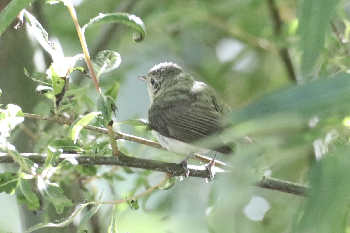 Warbling Vireo - ML593597971
