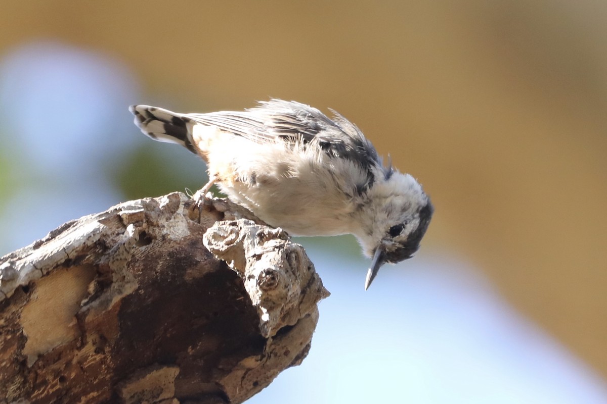 White-breasted Nuthatch - ML593598051