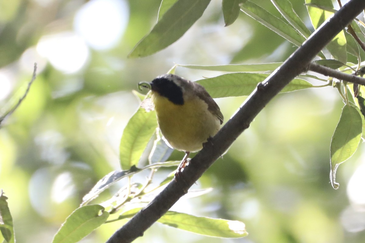 Common Yellowthroat - ML593598481