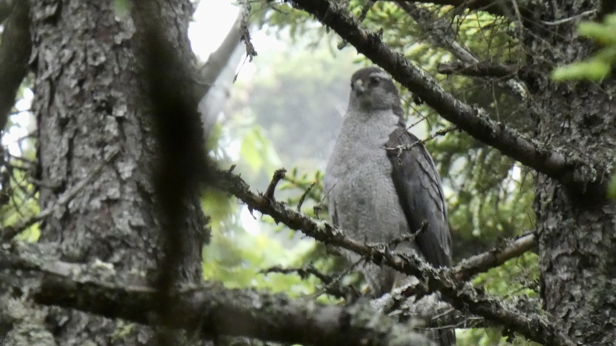 American Goshawk - ML593599091