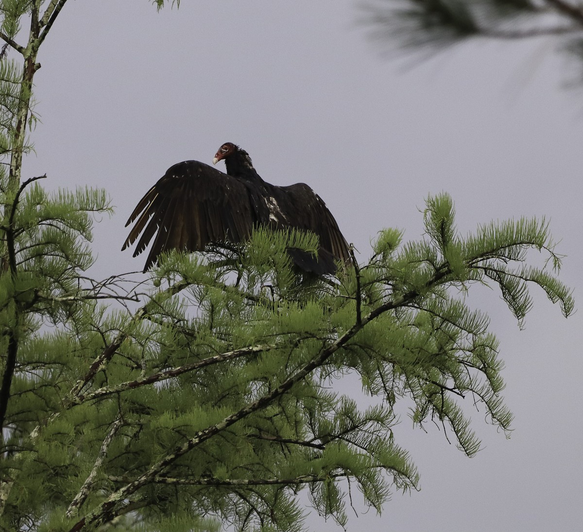 Turkey Vulture - ML593599531