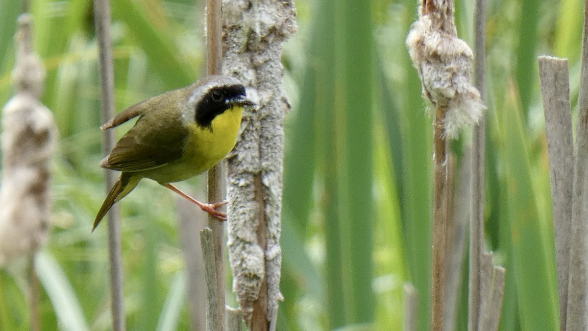 Common Yellowthroat - Andy Brown