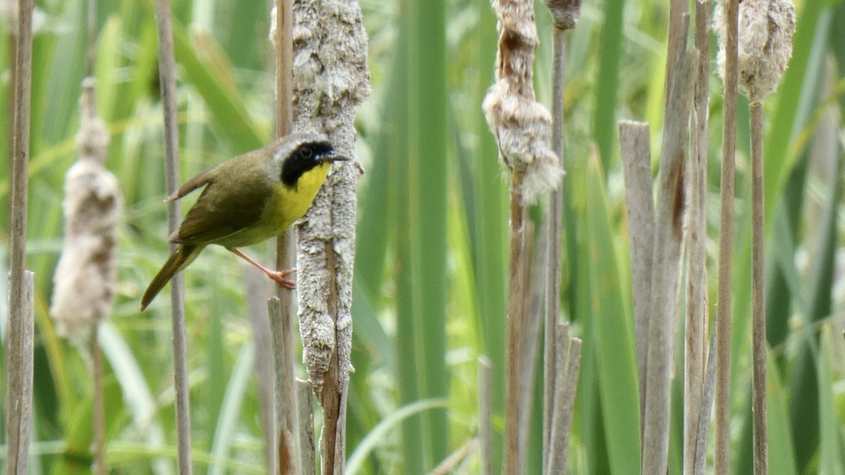 Common Yellowthroat - Andy Brown