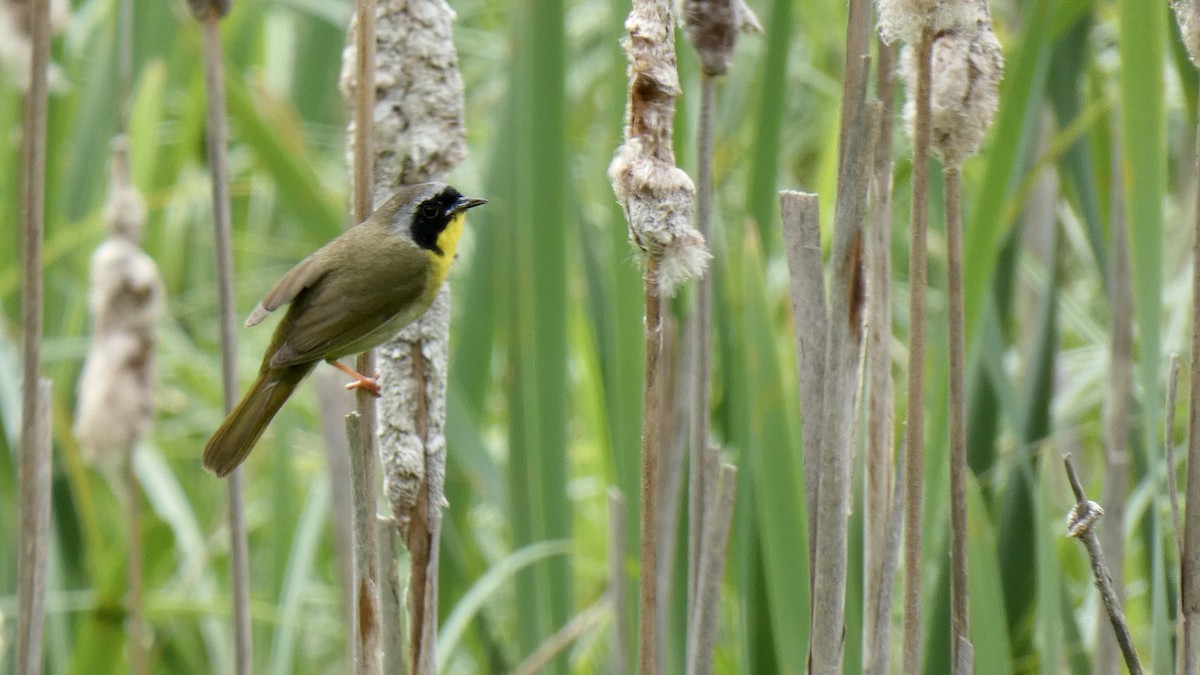 Common Yellowthroat - Andy Brown