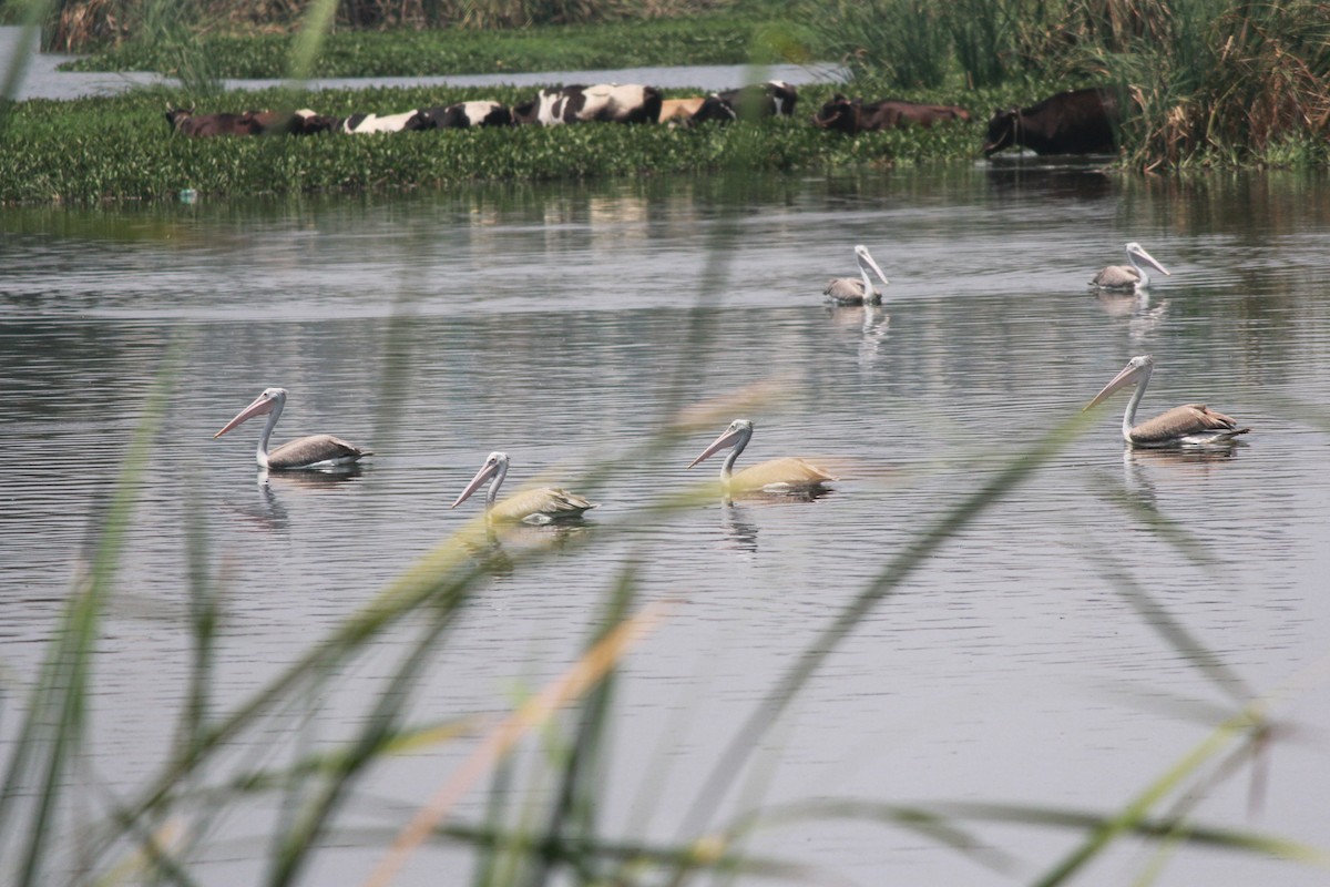 Spot-billed Pelican - ML59360001