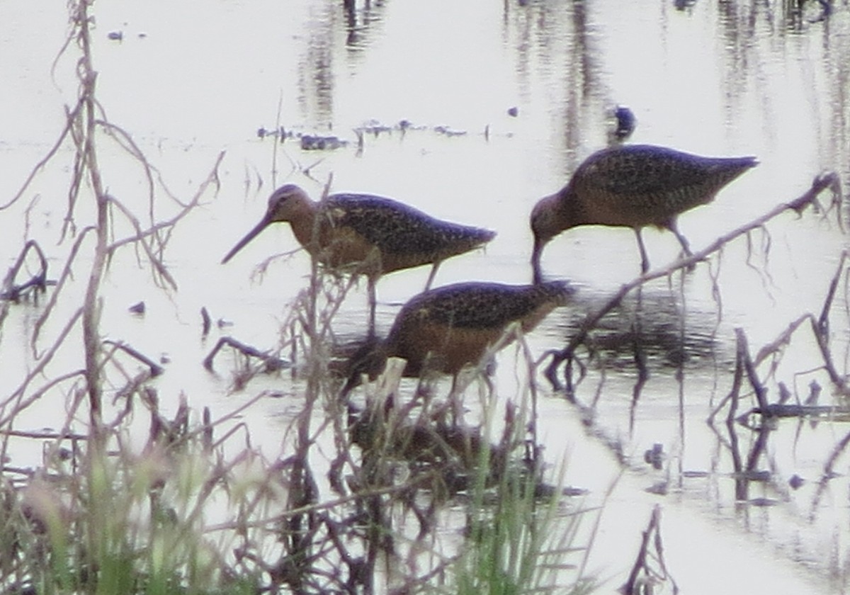 Long-billed Dowitcher - ML593602001
