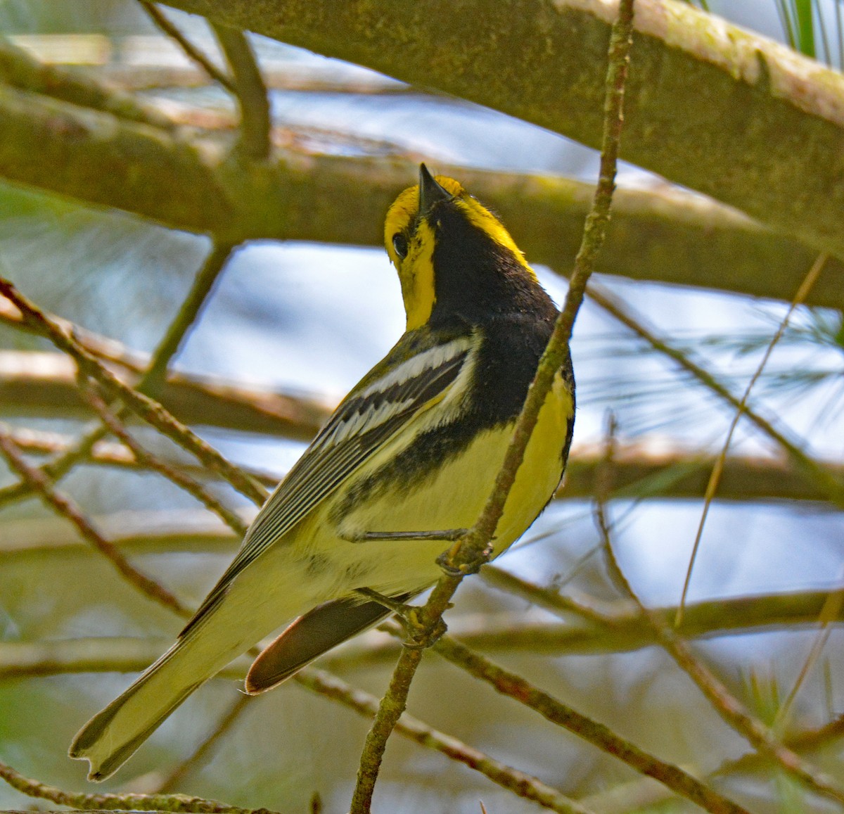 Black-throated Green Warbler - ML593602451