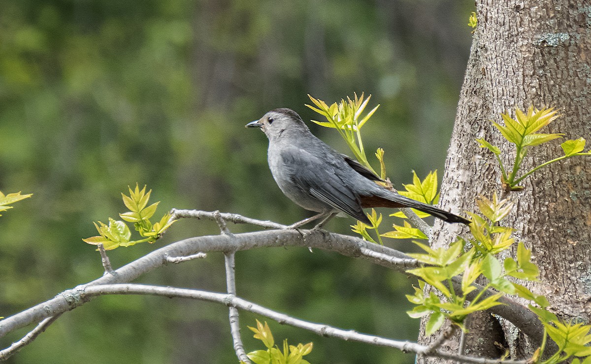 Gray Catbird - Danielle  A