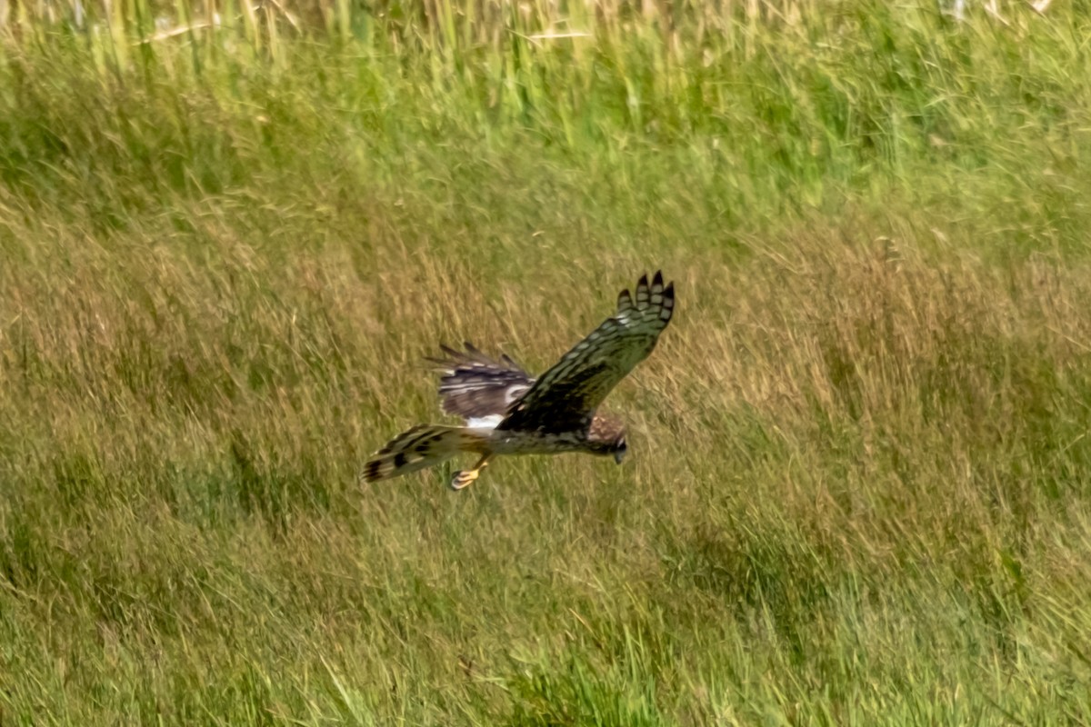 Northern Harrier - Greg Shott