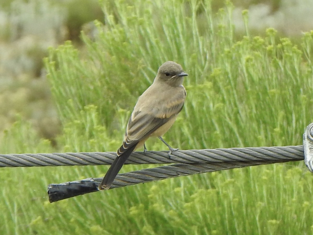 Say's Phoebe - ML593605931