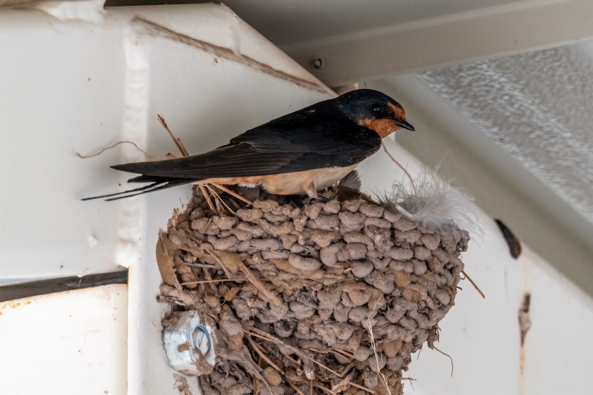 Barn Swallow - ML593605951