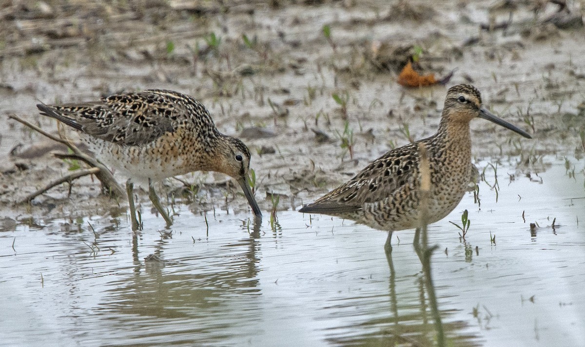 Short-billed Dowitcher - Willie D'Anna