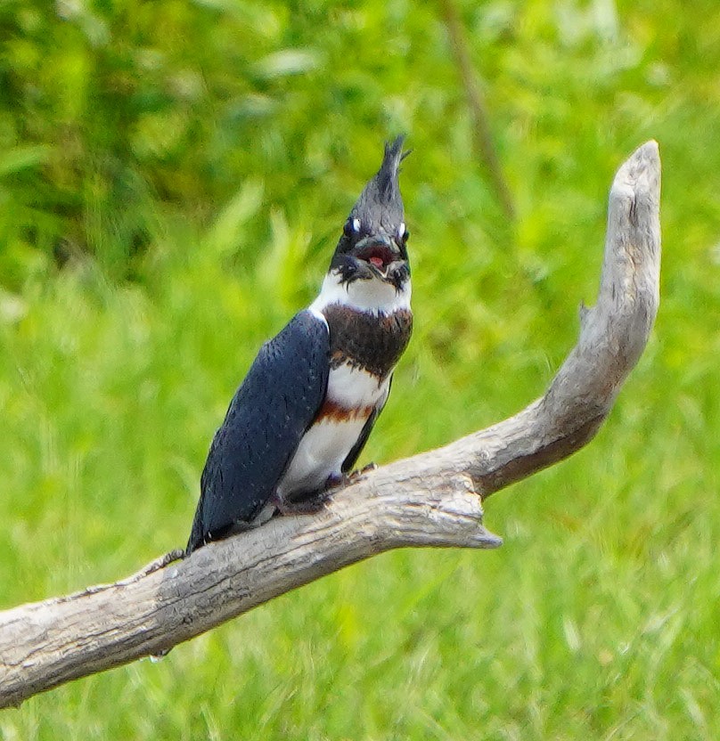 Belted Kingfisher - Mark McConaughy