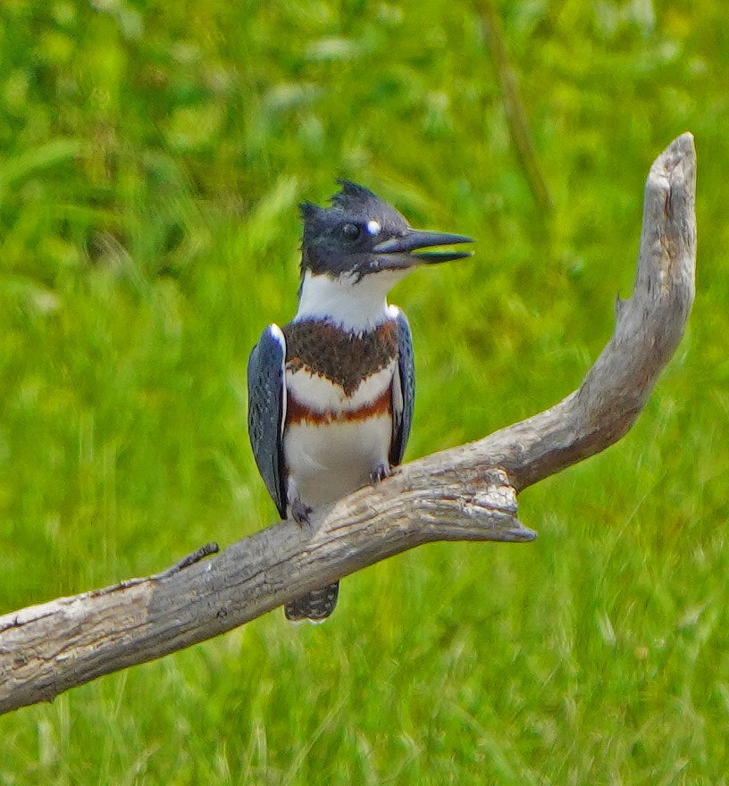 Belted Kingfisher - Mark McConaughy