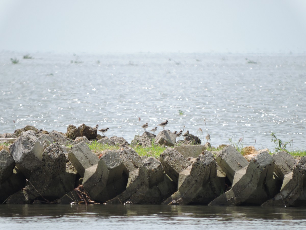 Semipalmated Plover - ML593608381