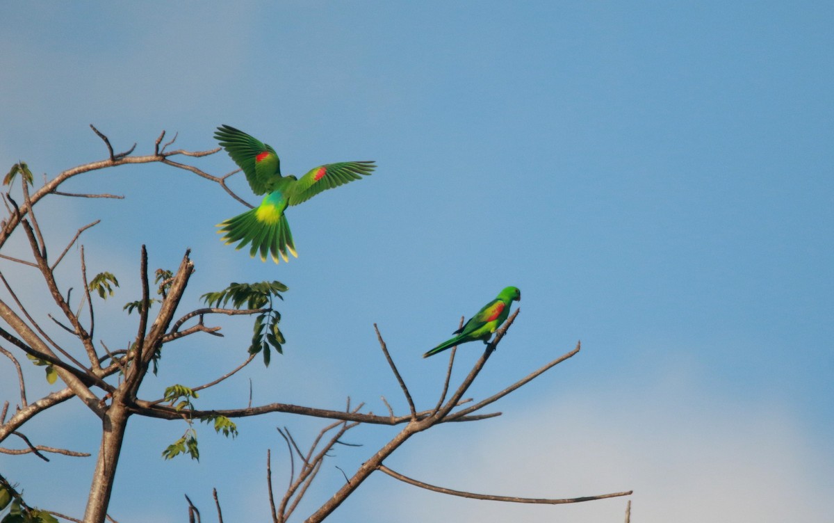 Olive-shouldered Parrot - ML593608481