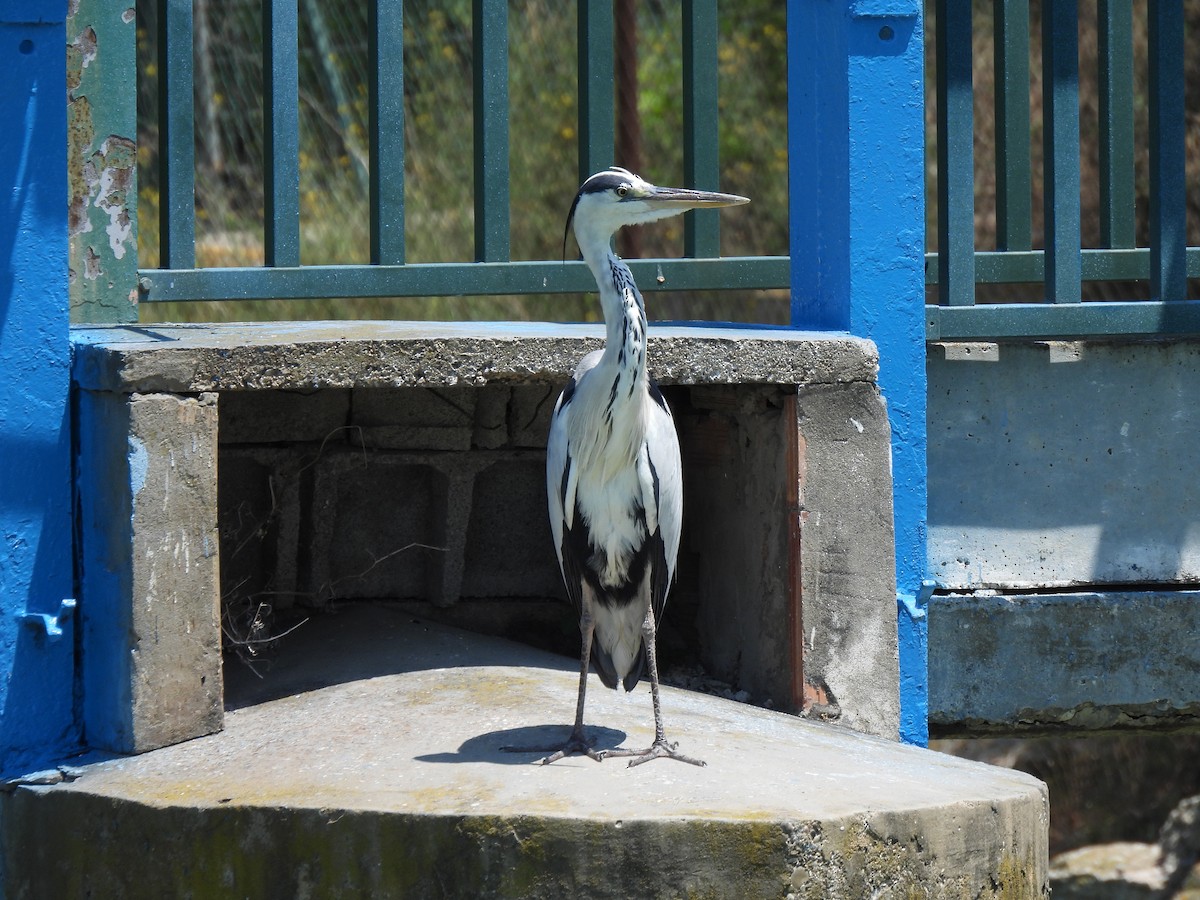 Gray Heron - ML593608701